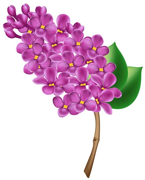 Lilac clip art - Find & Download the most popular Hibiscus Clipart Vectors on Freepik Free for commercial use High Quality Images Made for Creative Projects